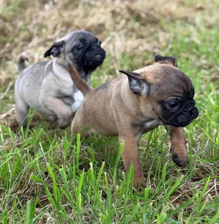 Pug Puppies 