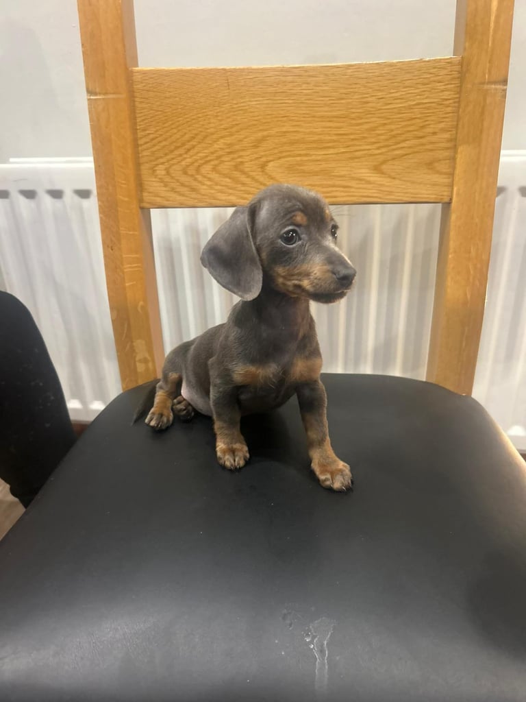 Dachshunds girl pup