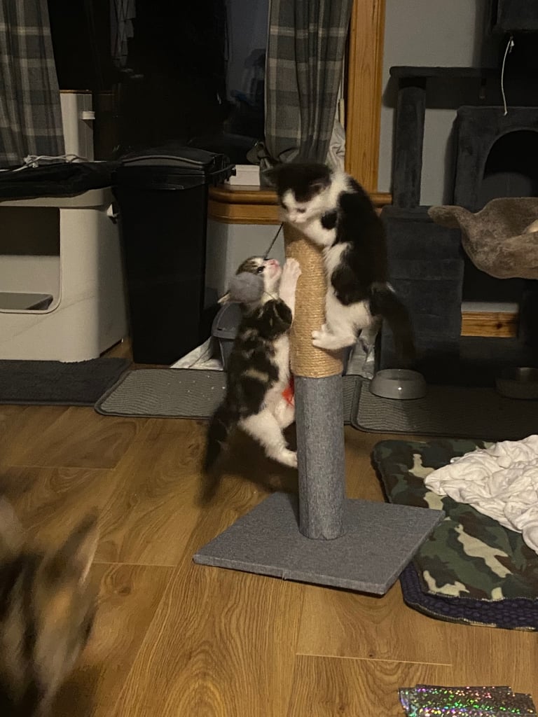 2 gorgeous little girls looking for their forever homes 