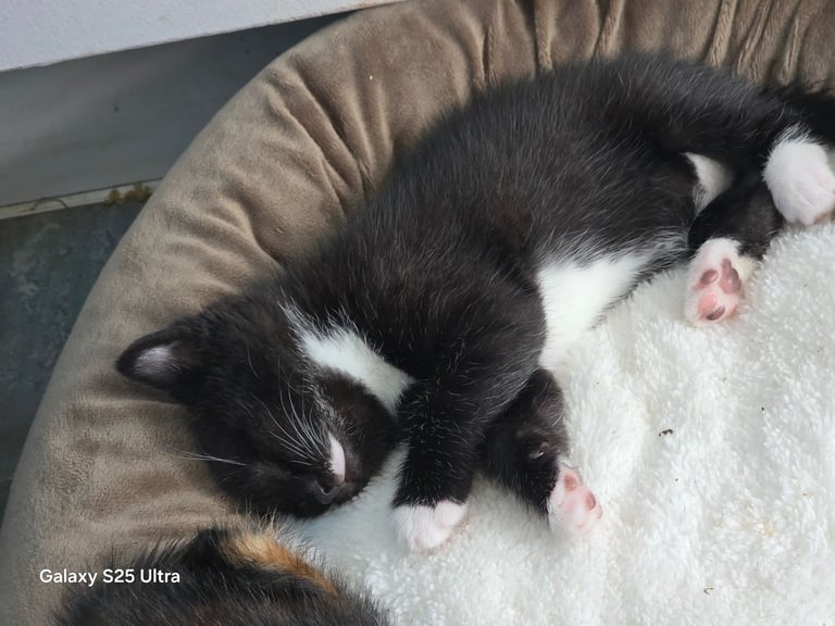 Kittens roughly about 16+ weeks old 