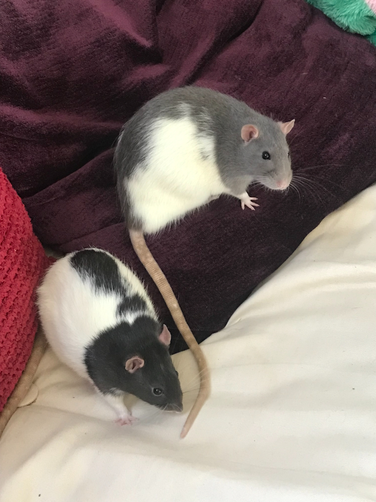 2 Friendly Rats and Complete Setup Seeking Loving Home