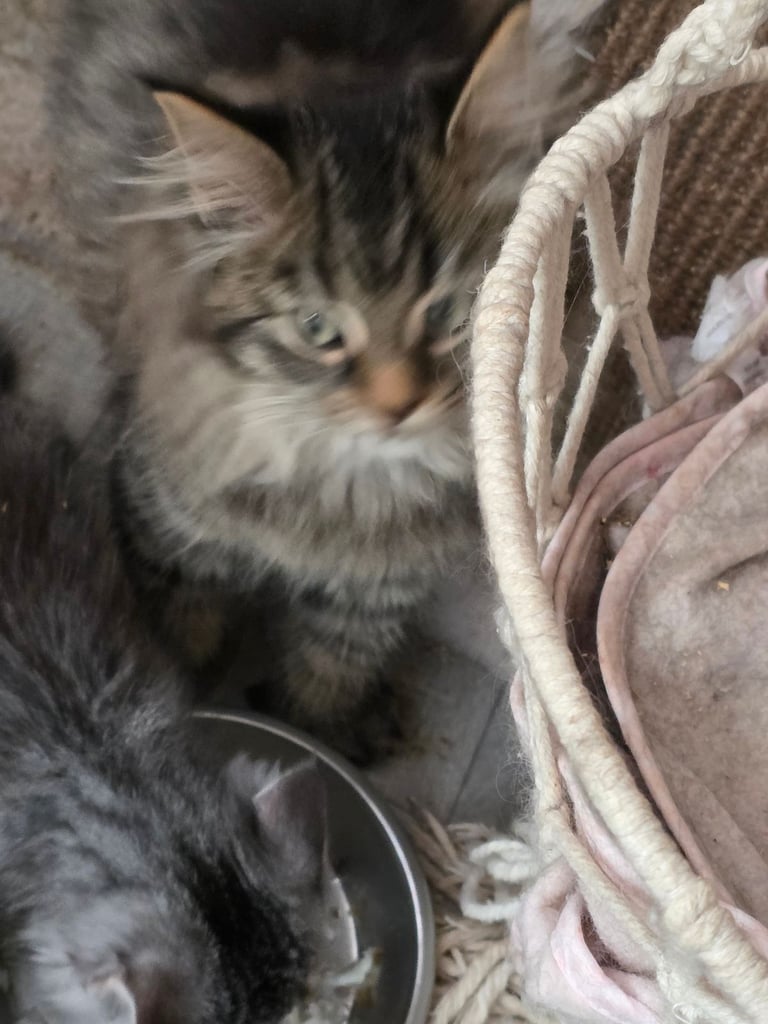 Polydactl maine coone kittens 
