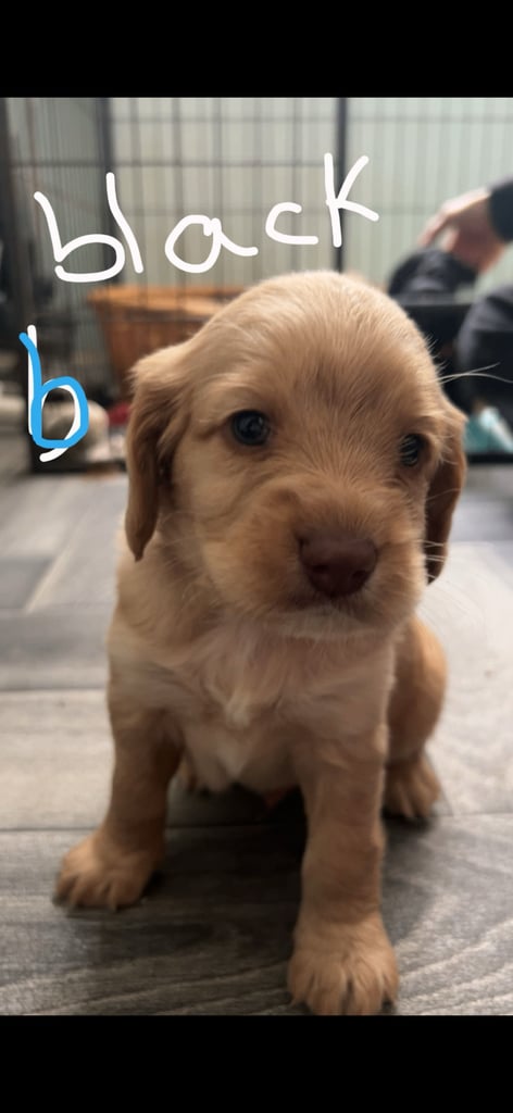 F2 cockapoos puppies