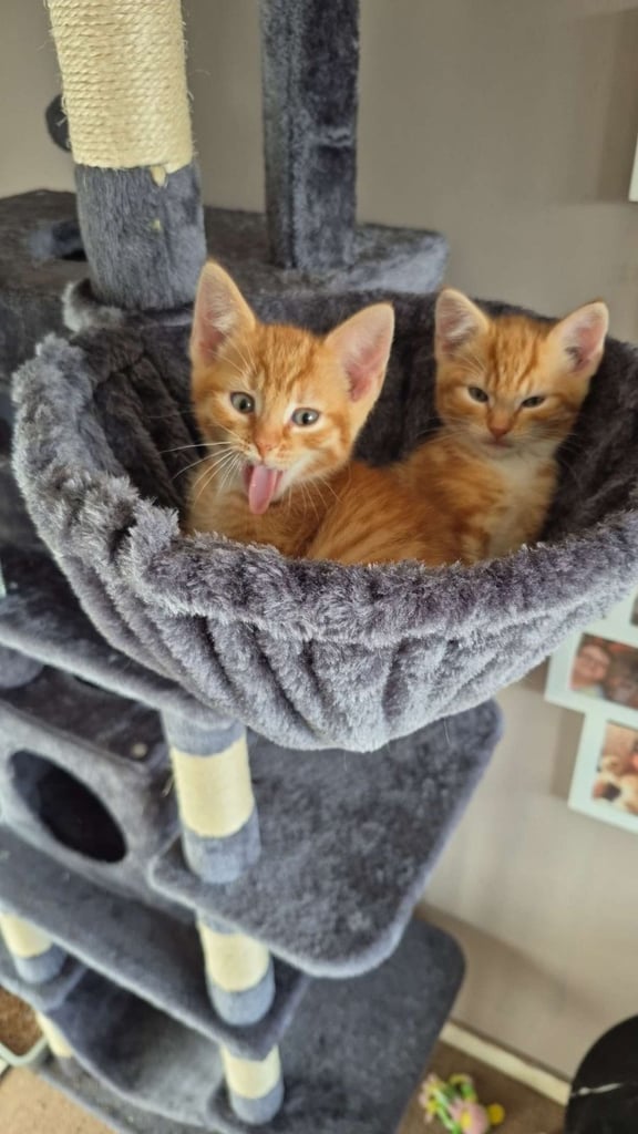 Forever homes wanted