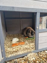 Lovely Rabbit Hutch with Run