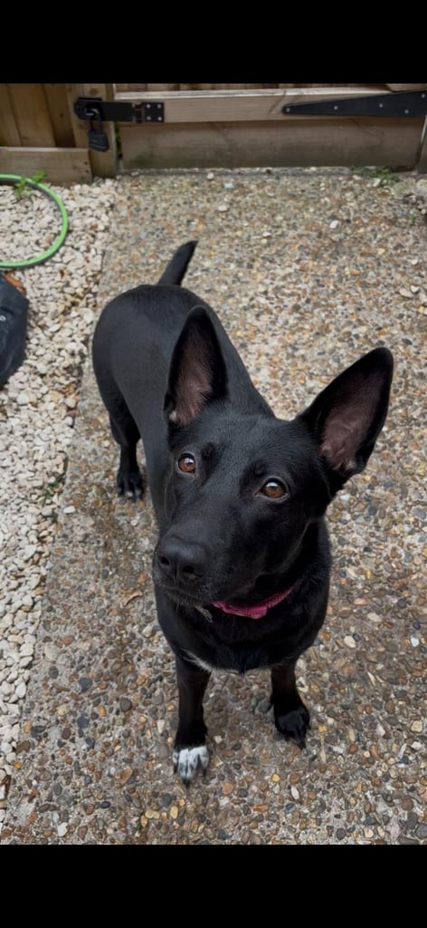 Belgian Malinois / XL Cross – Rehoming needed. Vaccinated, Chipped & Spayed.