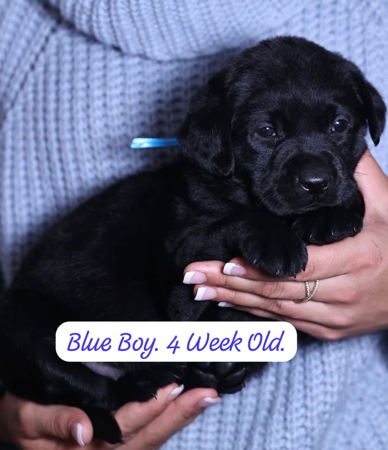 Labrador Retriever Puppies Available Now