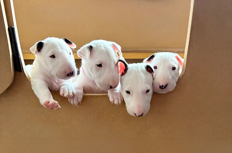 Terrier in Scotland Dogs Puppies for Sale Gumtree