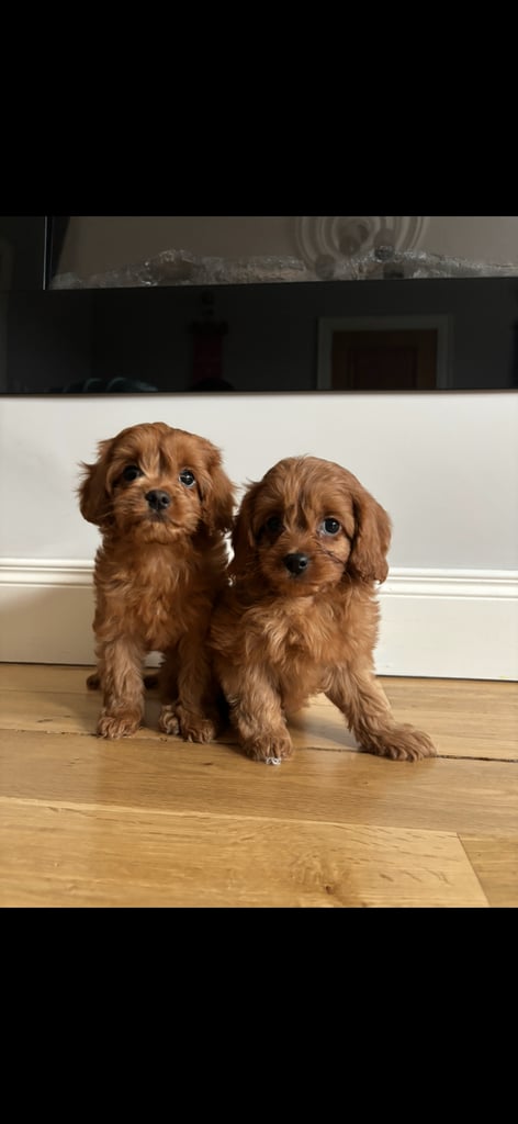 Cavapoo pups for sale 