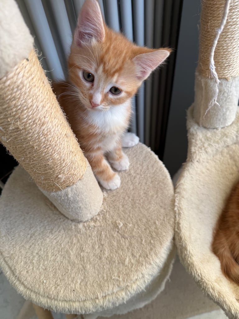 Ginger Kitten 