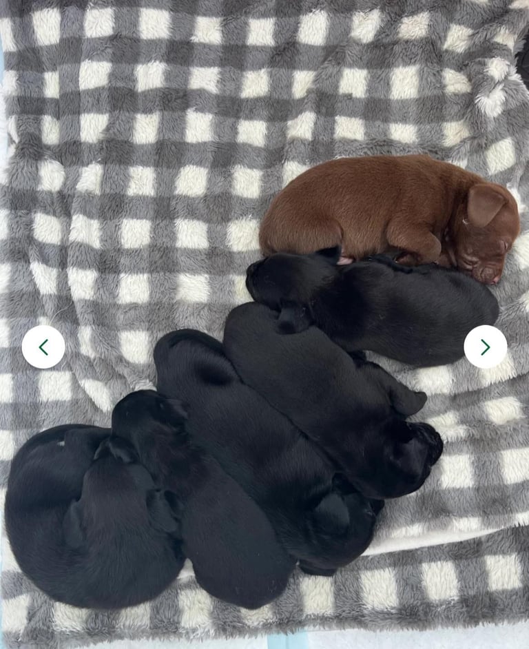 Lab x staff puppies for sale