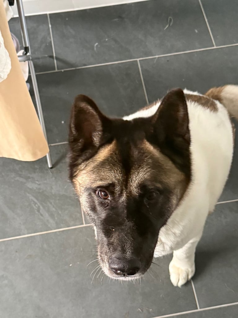 American Akita 