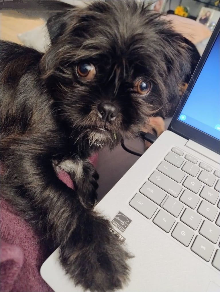Pugszu puppy (pug/shihtzu) 