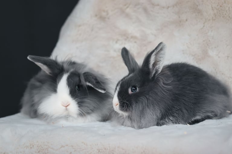 2 Adorable Young Lion Lop Rabbits 