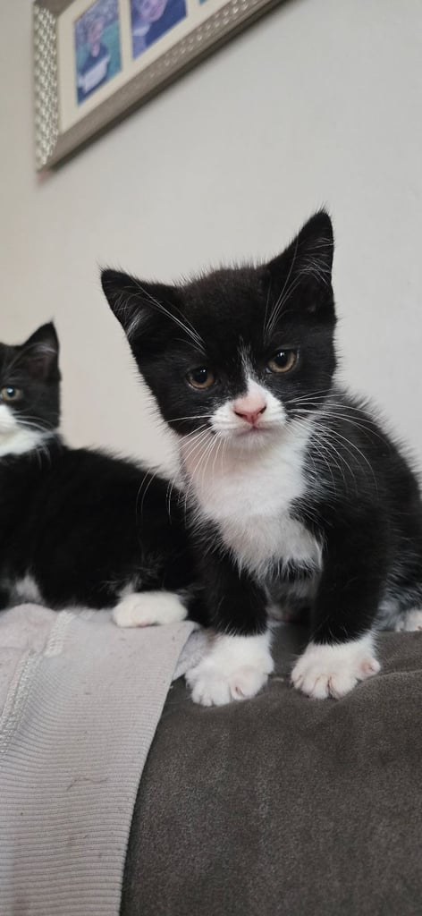 4 Fluffy kittens for sale