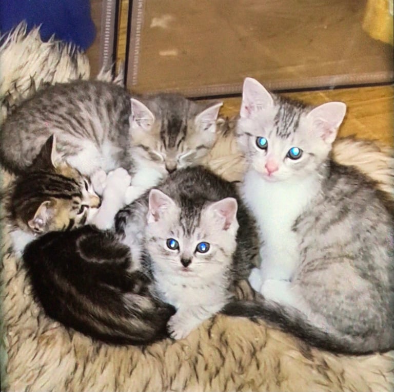 Exquisite Part Ragdoll Silver Tabby and Tabby & White Kittens