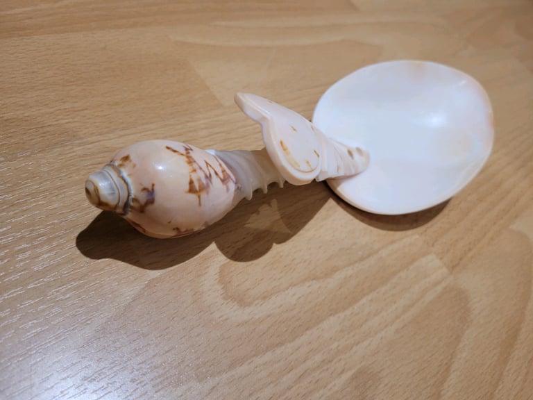 Large Shell Spoon
