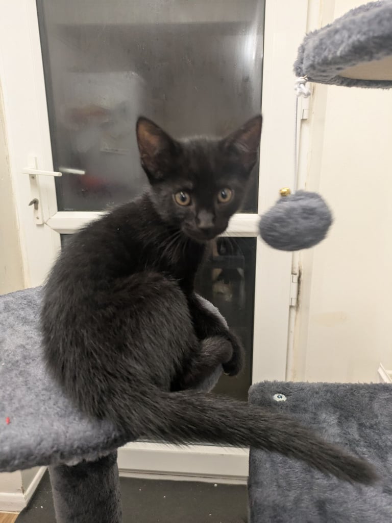 Gorgeous Female Kittens Ready for Loving Homes 🐾