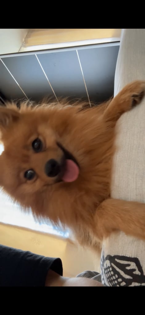 Puppy for sale 1 years old 