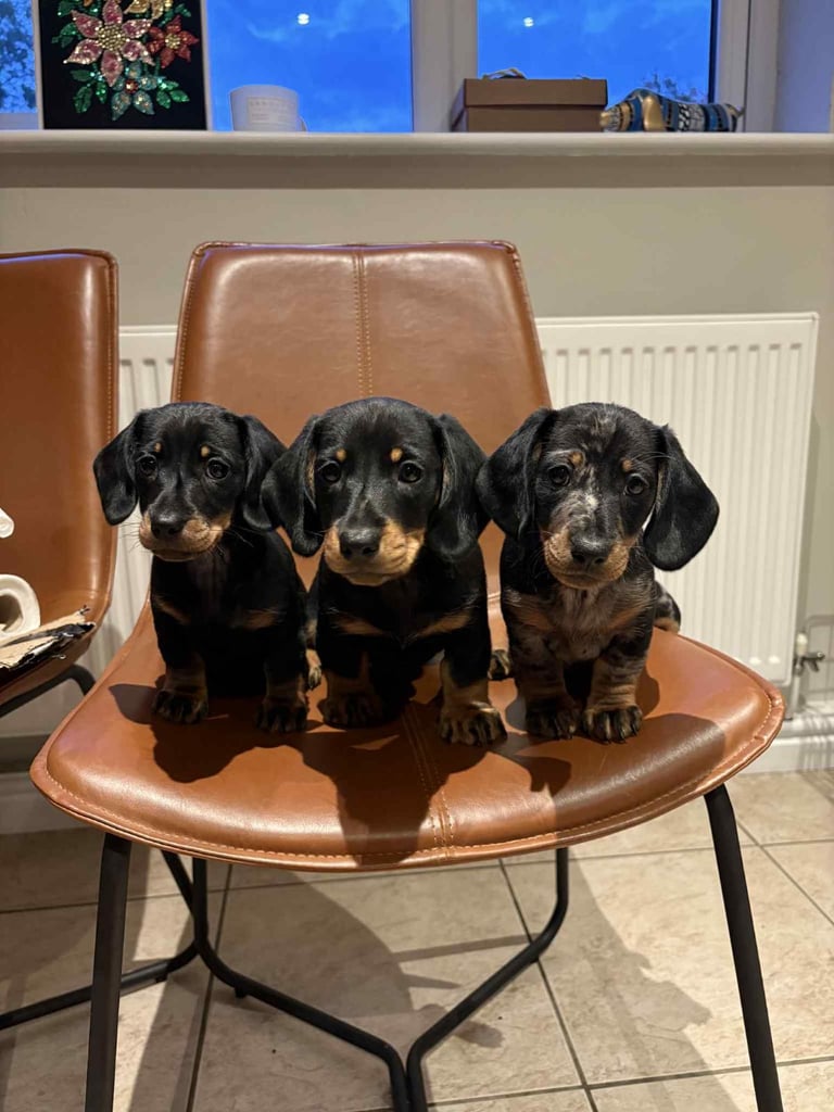 Chunky Standard Homebred Dachshunds