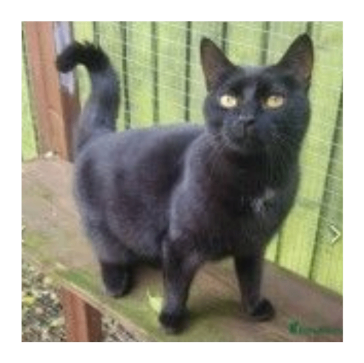 Lost/Missing Black Cat, Glasshoughton