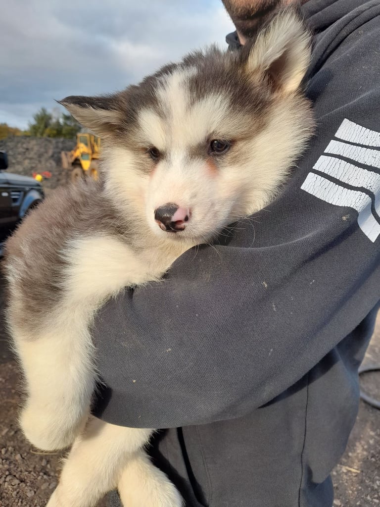 Pets in Clackmannanshire Gumtree