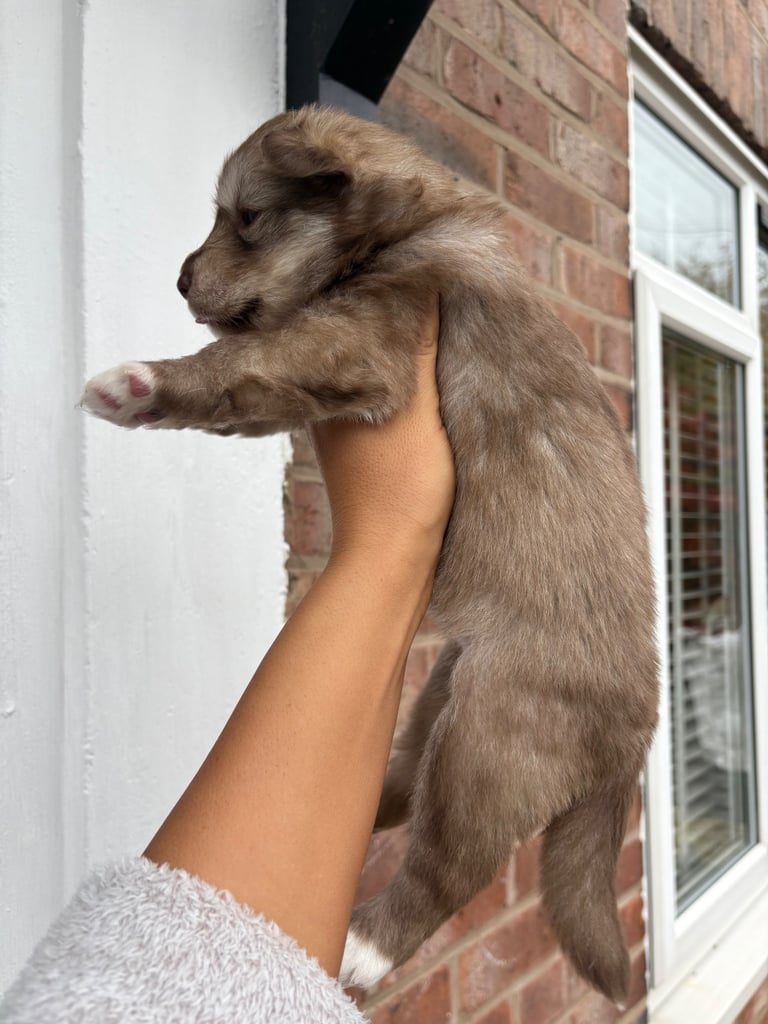 Pedigree Siberian Husky Puppies 3 GIRLS LEFT!!