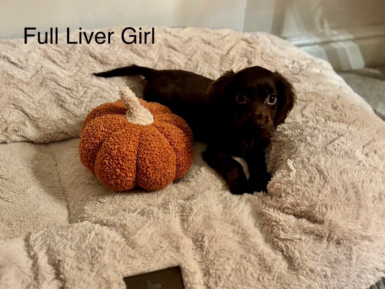 🐶 Adorable 5 Sprocker Spaniel Puppies 🐾 READY TO LEAVE NOW