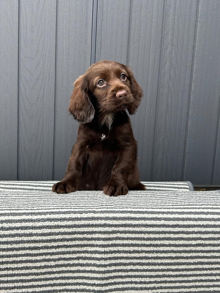 Cockapoo puppies 