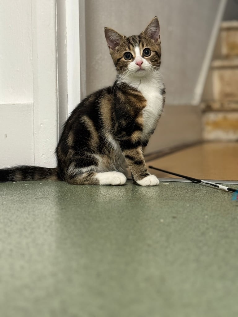  13 week old female tabby kitten looking for her forever home 