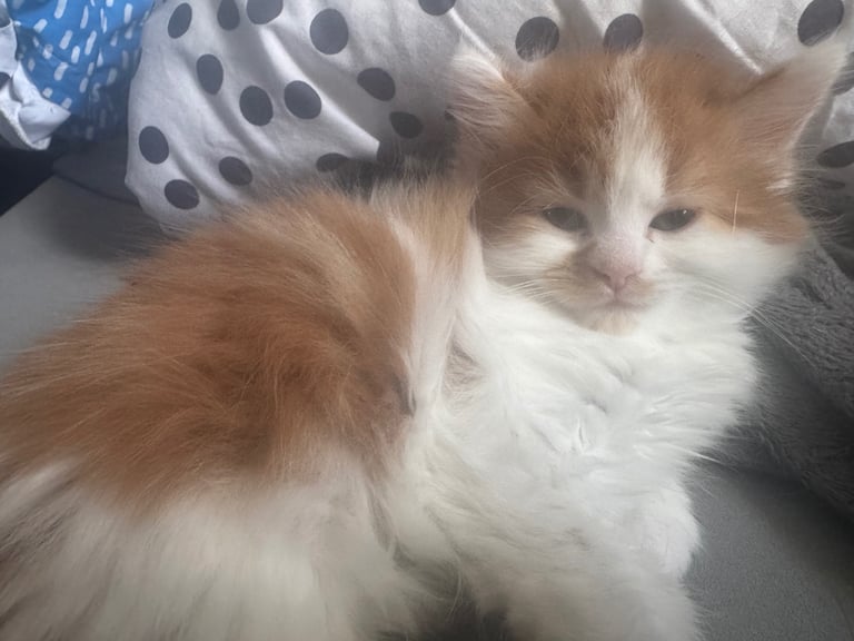 🐾 Adorable Maine Coon Mix Kittens – Ready for Their New Homes! 🐾