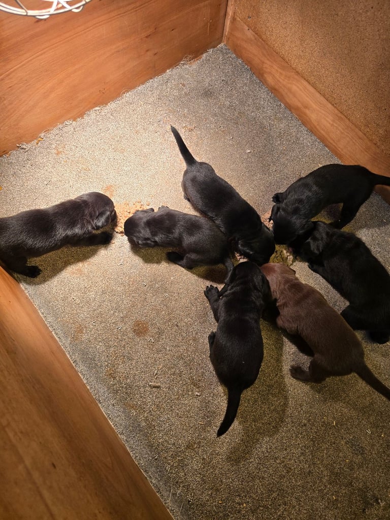 Beautiful black and chocolate labrador puppies 