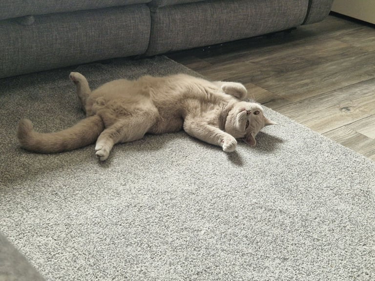 British shorthair 