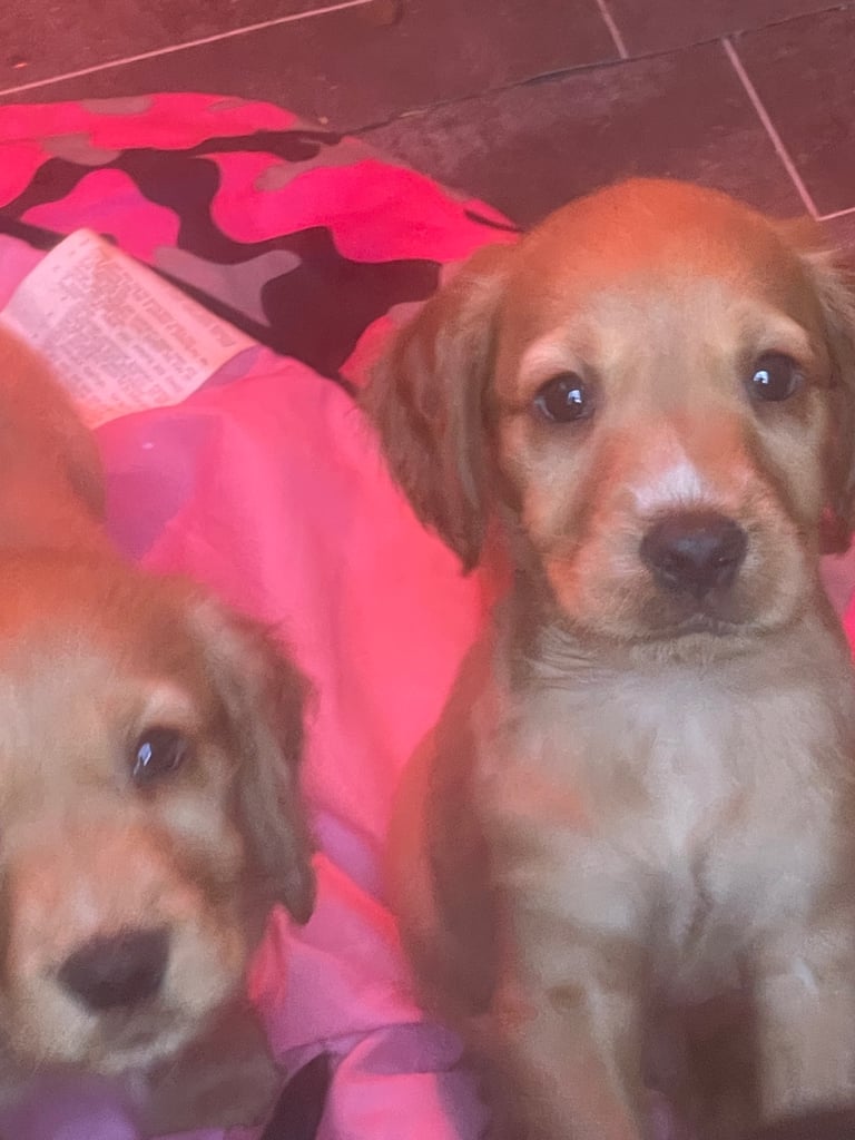 Beautiful cockerdour puppies 