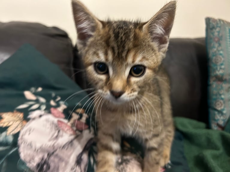 Bengal x Tabby Kittens 
