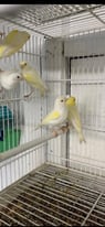 Dimorphic canaries 