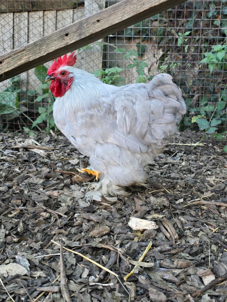 image for Lavender Pekin Bantam 