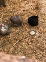 Pekin hens chocolate and black