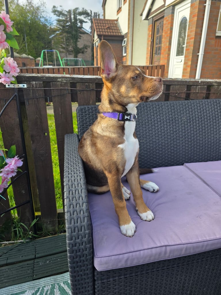 French bulldog cross husky 