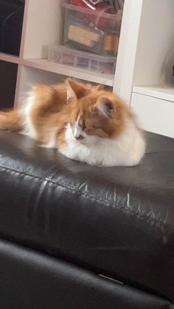 Long haired & short hair female kittens