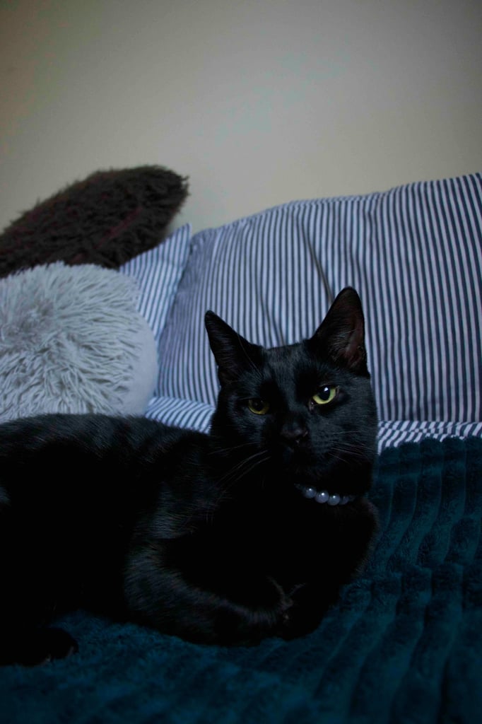 Male Kitten for Sale 9 months