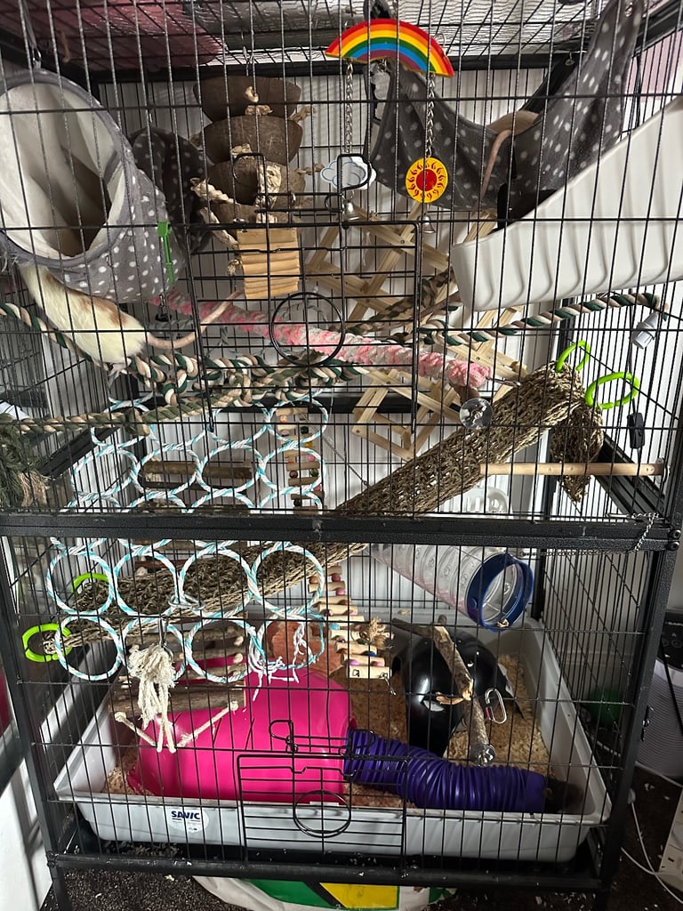 4 male rats with full set up