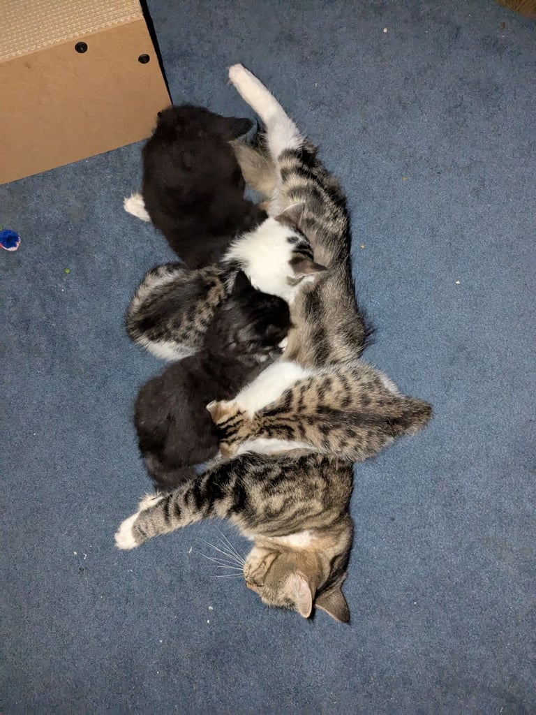 Maine Coon Cross Kittens 