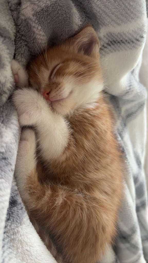 Adorable kittens for sale