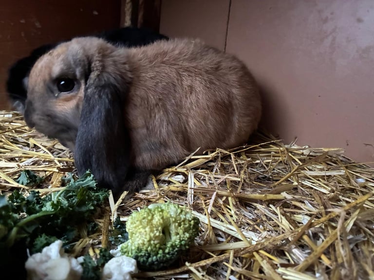 Baby minilop rabbits