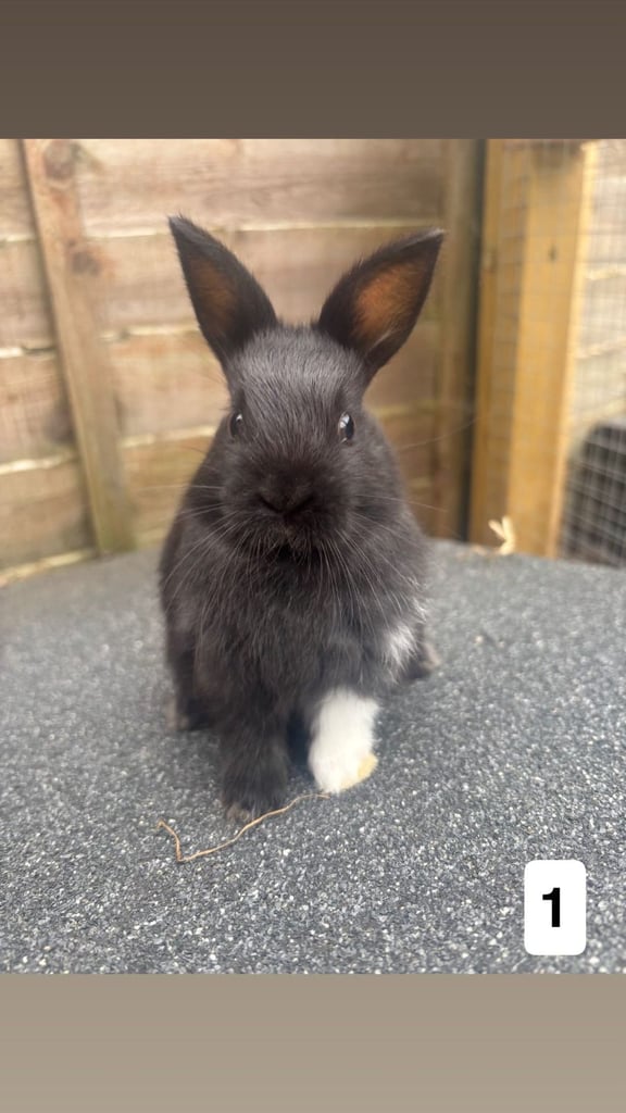 3 gorgeous baby bunnies for sale