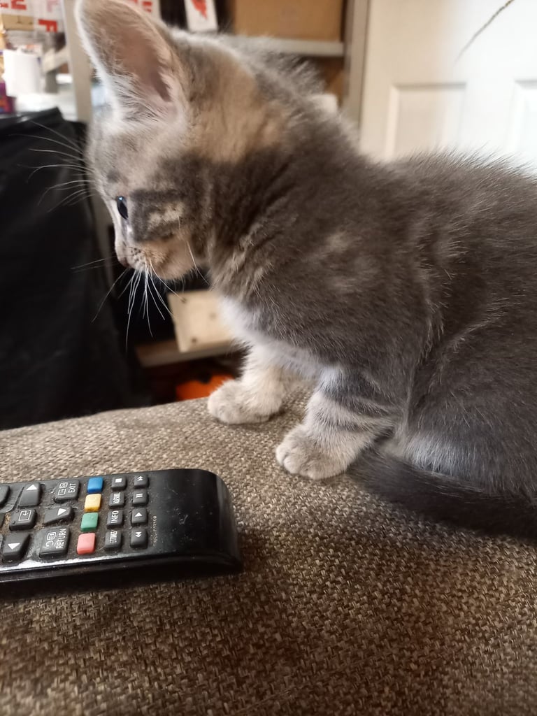 Kitten's for sale 