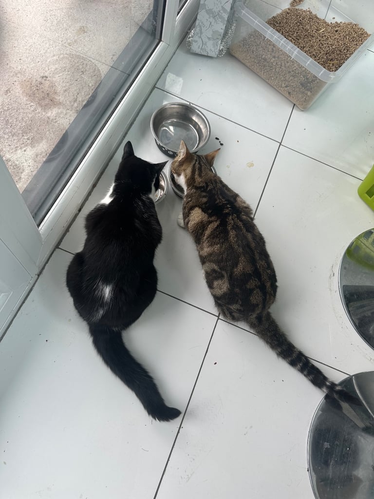 Male cat’s brother 