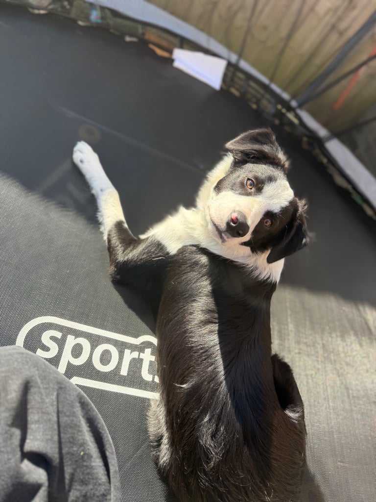 7 month old Border collie pup