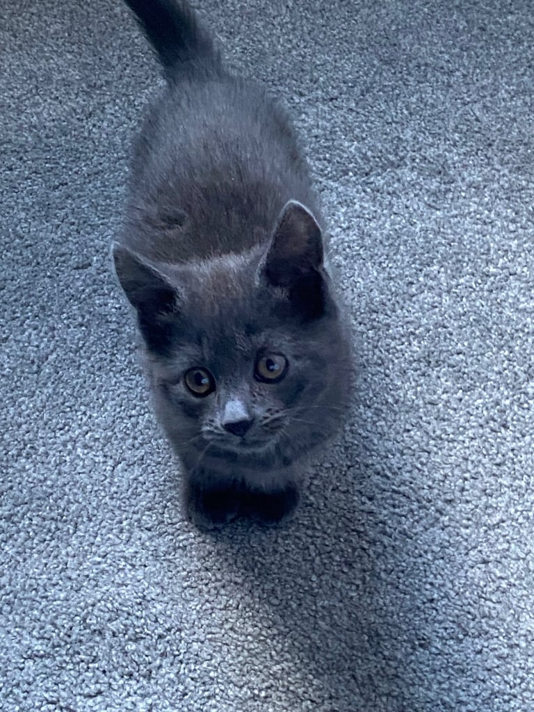 KITTENS 3 GIRLS READY NOW!!